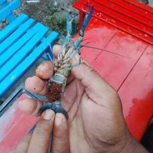Jual Indukan Lobster Air Tawar Gendong Telur Siap Tetas – Solusi Cepat Panen Benih