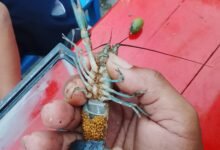 Telur Lobster Air Tawar Siap Tetas – Kualitas Unggul &Amp; Tingkat Menetas Tinggi Lobstergo Lobster Air Tawar 20250420 121451Lobstergo