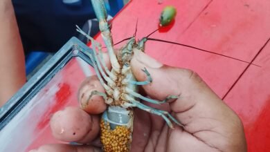 Telur Lobster Air Tawar Siap Tetas – Kualitas Unggul &Amp; Tingkat Menetas Tinggi Lobstergo Lobster Air Tawar 20250420 121451Lobstergo