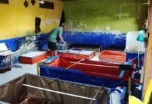 Lobstergo: Pusat Lobster Air Tawar Unggulan Dari Kediri Lobstergo Lobster Air Tawar 20250420 121513Lobstergo