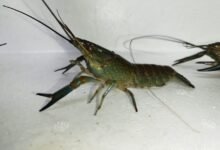 Indukan Siap Kawin Lobster Air Tawar