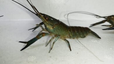 Indukan Siap Kawin Lobster Air Tawar
