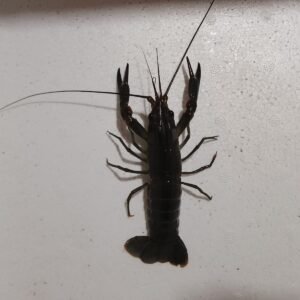 Jual Indukan Lobster Air Tawar Betina Siap Kawin – Cocok untuk Budidaya Produktif