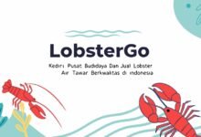 Lobstergo Kediri: Pusat Budidaya Dan Jual Lobster Air Tawar Berkualitas Di Indonesia Buat Tulisan Lobstergo Kediri Pusat Budidaya Da