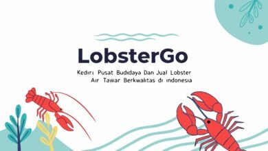 Lobstergo Kediri: Pusat Budidaya Dan Jual Lobster Air Tawar Berkualitas Di Indonesia Buat Tulisan Lobstergo Kediri Pusat Budidaya Da