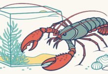 Indukan Lobster Air Tawar Betina Siap Kawin Untuk Budidaya Produktif Indukan Lobster Air Tawar Betina Siap Kawin Untuk