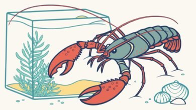 Indukan Lobster Air Tawar Betina Siap Kawin Untuk Budidaya Produktif Indukan Lobster Air Tawar Betina Siap Kawin Untuk