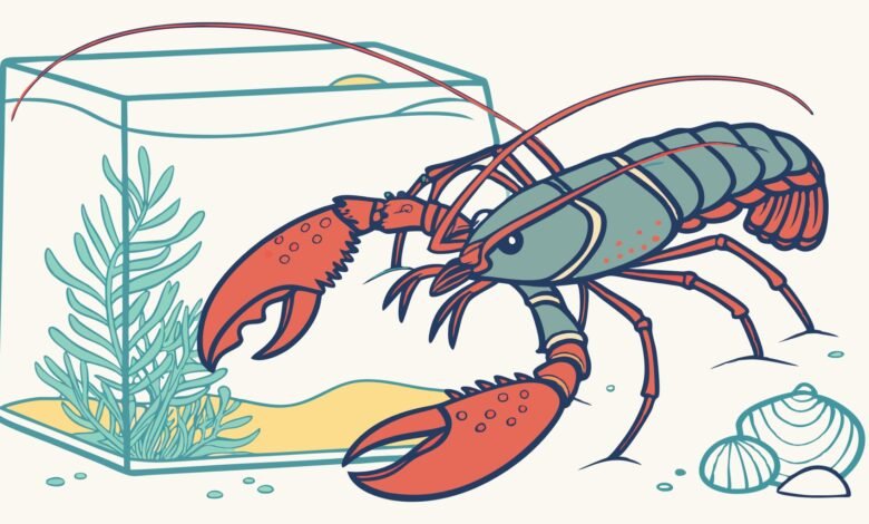 Indukan Lobster Air Tawar Betina Siap Kawin Untuk Budidaya Produktif Indukan Lobster Air Tawar Betina Siap Kawin Untuk