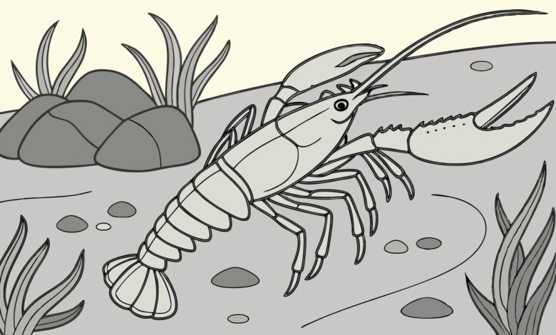 Pemasaran Lobster Air Tawar