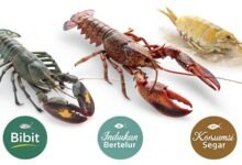 Jual Lobster Air Tawar Berkualitas – Bibit, Indukan Bertelur, Dan Konsumsi Segar Jual Lobster Air Tawar Berkualitas Bibit Induka