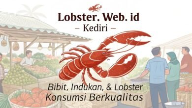 Jual Lobster Air Tawar Di Kediri – Bibit, Indukan, &Amp; Lobster Konsumsi Berkualitas Lobster Web Id Di Kediri Jual Lobster Air Tawar Di