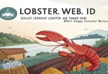 Solusi Lengkap Lobster Air Tawar: Dari Bibit Hingga Konsumsi Berkualitas Lobster Web Id Solusi Lengkap Lobster Air Tawar