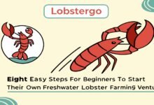 Budidaya Lobster Air Tawar: Peluang Bisnis Menjanjikan Dan 8 Cara Mudah Untuk Pemula Lobstergo Budidaya Lobster Air Tawar Peluang Bi