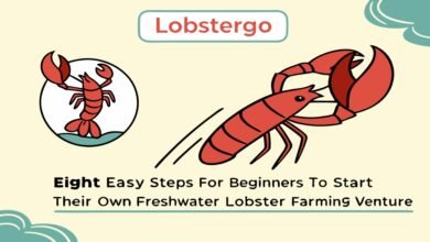 Budidaya Lobster Air Tawar: Peluang Bisnis Menjanjikan Dan 8 Cara Mudah Untuk Pemula Lobstergo Budidaya Lobster Air Tawar Peluang Bi
