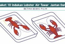 Paket 10 Indukan Lobster Air Tawar Jantan Dan Betina – Bebas Pilih Paket 10 Indukan Lobster Air Tawar Jantan Dan Beti