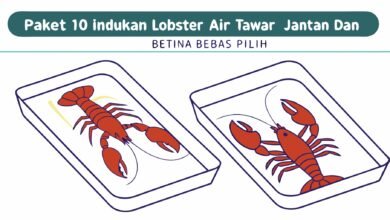 Paket 10 Indukan Lobster Air Tawar Jantan Dan Betina – Bebas Pilih Paket 10 Indukan Lobster Air Tawar Jantan Dan Beti