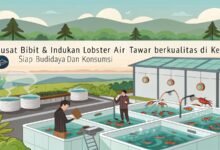 Pusat Bibit &Amp; Indukan Lobster Air Tawar Berkualitas Di Kediri – Siap Budidaya Dan Konsumsi Pusat Bibit Indukan Lobster Air Tawar Berkualita