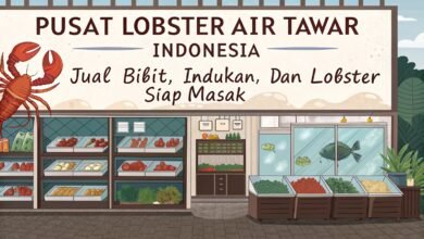 Pusat Lobster Air Tawar Indonesia – Jual Bibit, Indukan, Dan Lobster Siap Masak Pusat Lobster Air Tawar Indonesia Jual Bibit In
