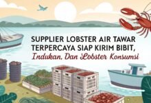 Supplier Lobster Air Tawar Terpercaya – Siap Kirim Bibit, Indukan, Dan Lobster Konsumsi Supplier Lobster Air Tawar Terpercaya Siap Kirim