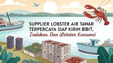 Supplier Lobster Air Tawar Terpercaya – Siap Kirim Bibit, Indukan, Dan Lobster Konsumsi Supplier Lobster Air Tawar Terpercaya Siap Kirim